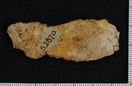 Bursacrinus confirmatus White