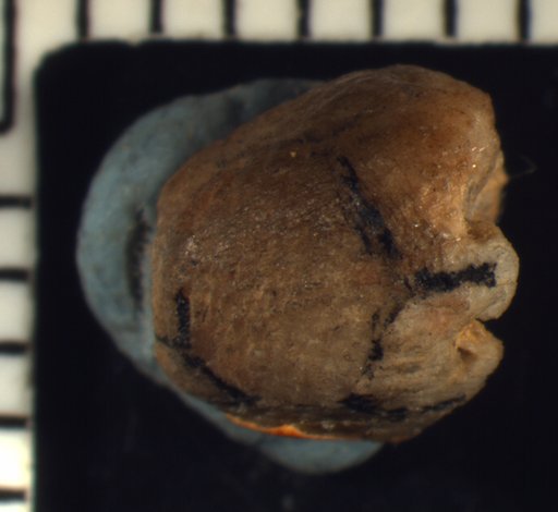 Pisocrinus globosus Ringueberg