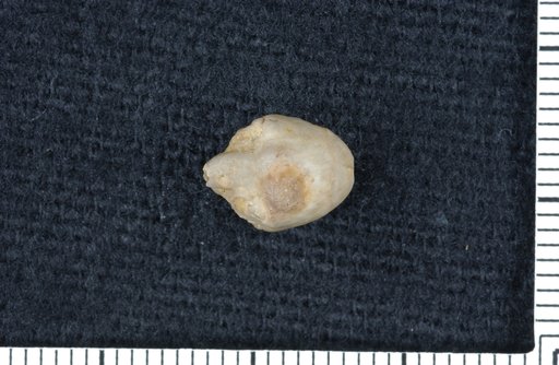 Talarocrinus buttsi Ulrich