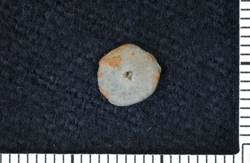 Lichenocrinus austini Fenton