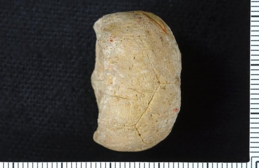 Stemmatocrinus trautscholdi Wachsmuth & Springer