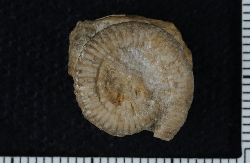 Myelodactylus brevis Springer