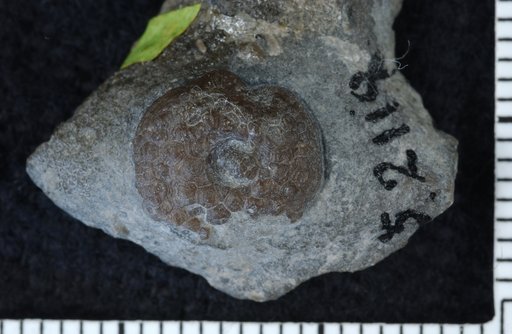 Lichenocrinus ornatus Fenton