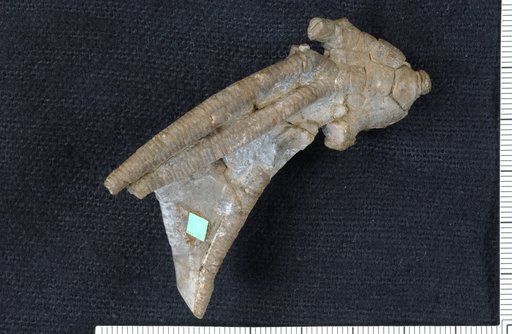 Macrostylocrinus fusibrachiatus Ringueberg