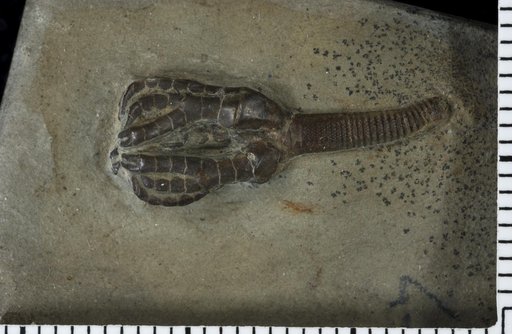 Meristocrinus minor Springer
