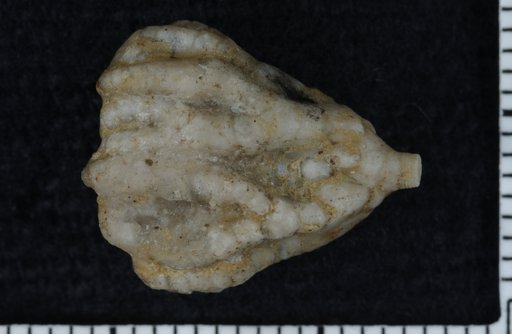 Protaxocrinus robustus Springer