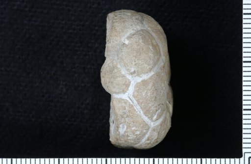 Ethelocrinus iatani Strimple