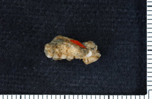 Eucheirocrinus indianensis Miller