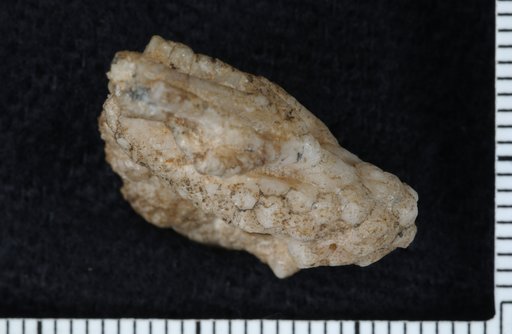 Parisocrinus siluricus Springer