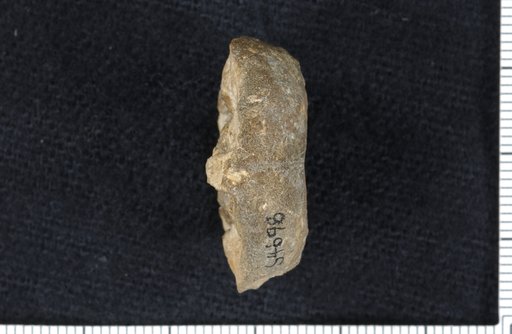 Delocrinus stullensis Strimple