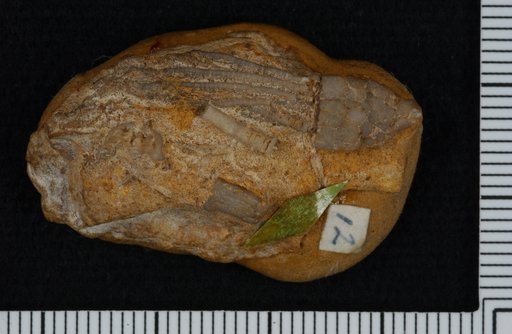 Acrocrinus praecursor Springer