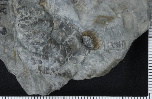 Hormocrinus anglicus Springer