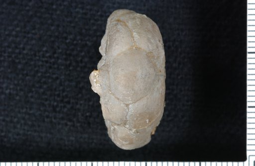 Scaphiocrinus orbicularis Hall