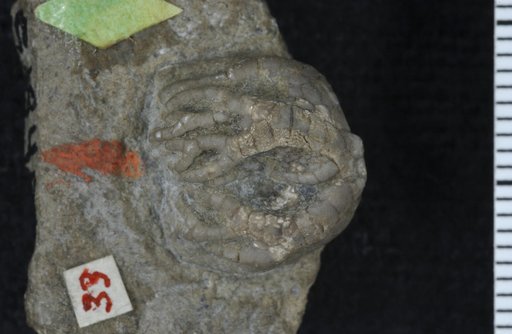 Taxocrinus huntsvillae Springer