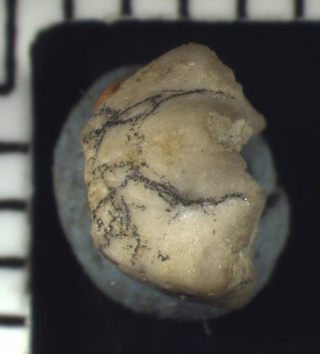 Pisocrinus gorbyi Miller