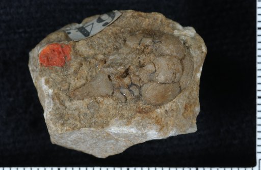 Talarocrinus lyon+casseday (Lyon & Casseday)
