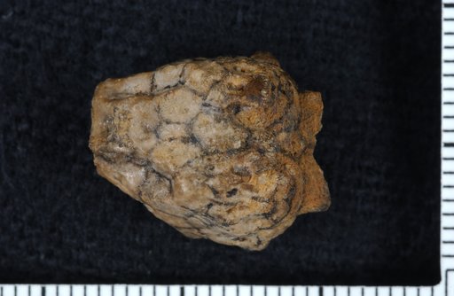 Pterotocrinus rugosus Lyon & Casseday