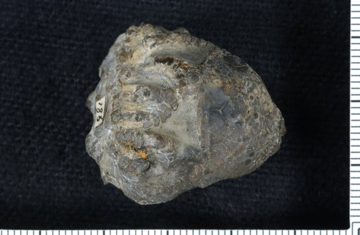Pycnosaccus tenuibrachiatus Springer