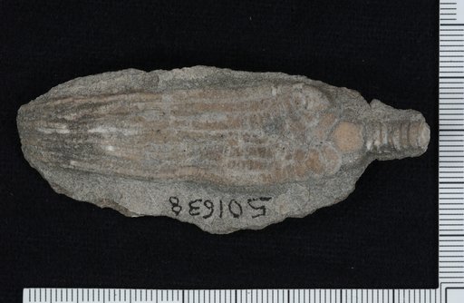 Abrotocrinus springeri Ausich Et Al