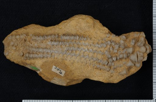 Graphiocrinus ? spinobrachiatus Hall
