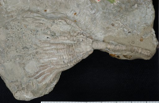 Euryocrinus barrisi Springer