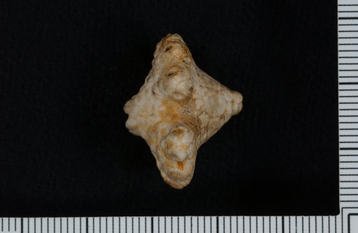 Uperocrinus aequibrachiatus asteriscus Meek & Worthen