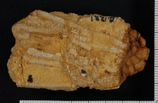 Actinocrinus thoas Hall