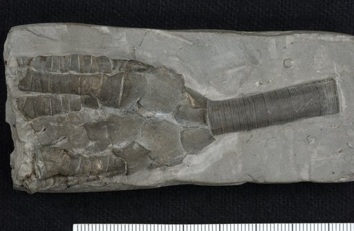 Corythocrinus fragilis Kirk