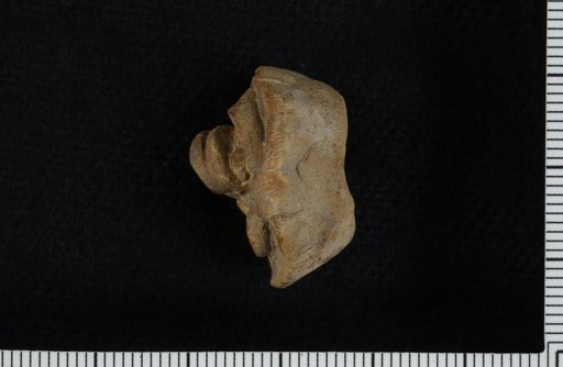 Allosocrinus bronaughi Strimple