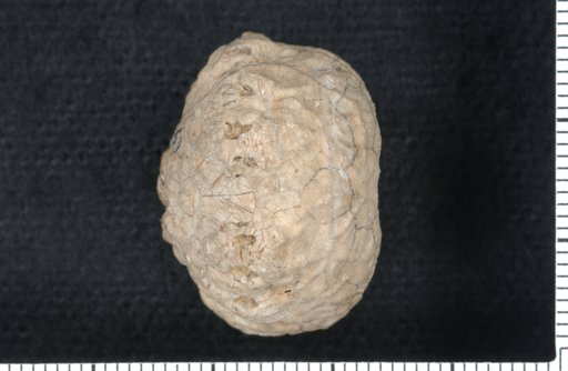 Dolatocrinus incisus Springer