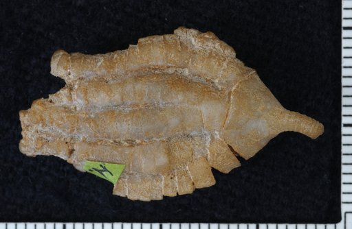 Nactocrinus nitidus Kirk