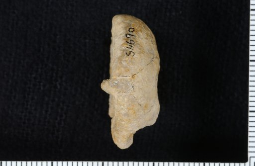 Delocrinus aristatus Strimple