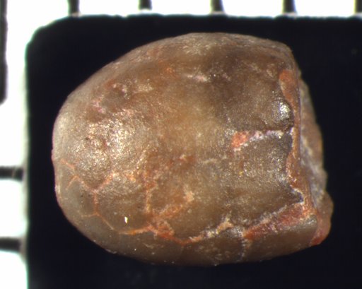 Globacrocrinus multiplicatus Strimple & Watkins