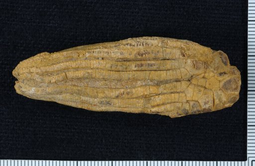 Ulrichicrinus ramosus Strimple & Watkins