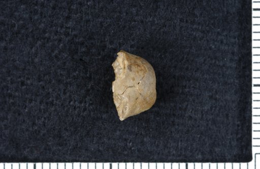 Euerisocrinus waysidensis Strimple