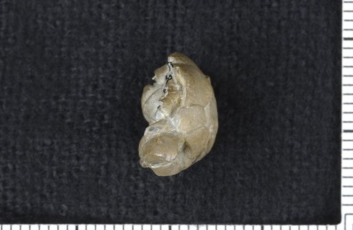 Delocrinus convexus Strimple