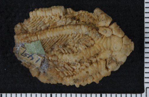 Patelliocrinus ornatus Springer