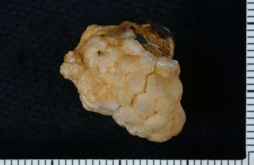Rhodocrinus whitei var. burlingtonensis Hall