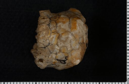 Actinocrinus pentaspinus Lyon