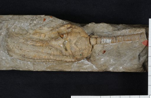 Cyathocrinus hexadactylus Lyon & Casseday
