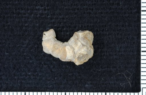 Euonychocrinus subserviere Strimple