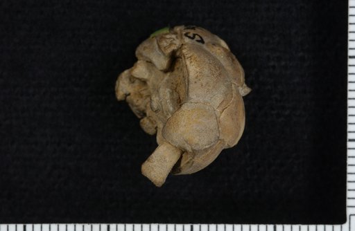 Cibolocrinus robustus Strimple