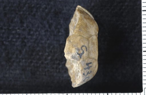 Pentadelocrinus typus Strimple