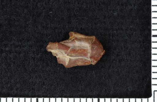 Decadocrinus regularis Strimple