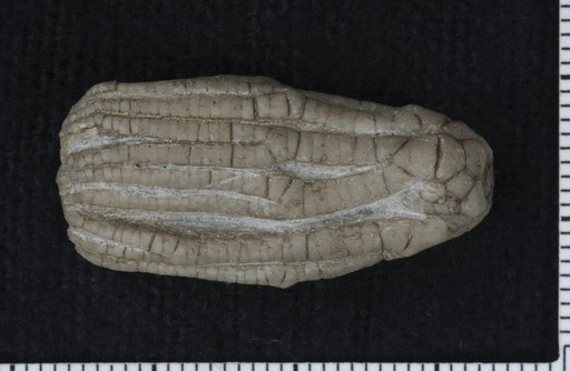 Dinotocrinus compactus Kirk