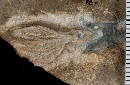 Dichocrinus coxanus Worthen