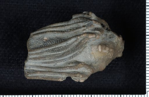 Dichocrinus polydactylus Lyon & Casseday