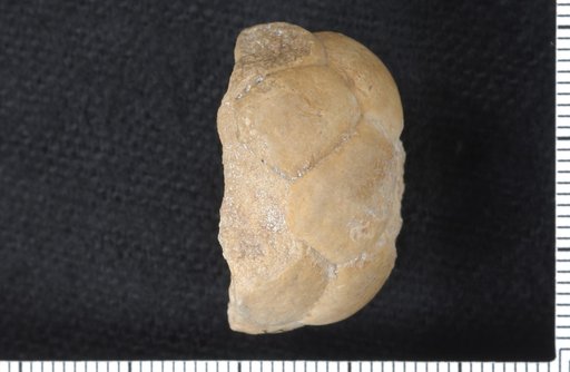 Mooreocrinus wilburni Strimple & Watkins
