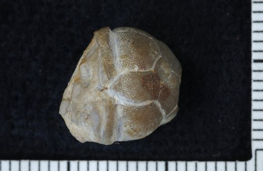 Lecanocrinus huntonensis Strimple