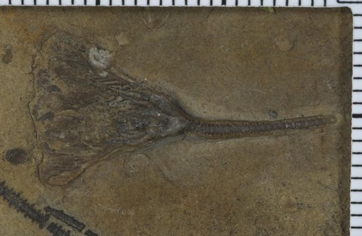 Glyptocrinus fimbriatus Shumard